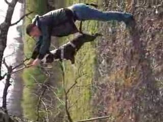 amstaff Daz chope 2