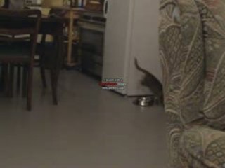 Nos chats Bengals fight soft   _ Demone et Diablesse_