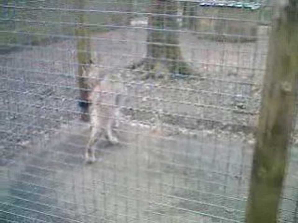 lynx