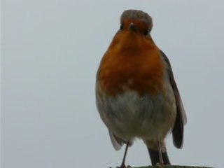 Rouge-gorge (5)