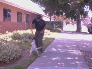 Salmonella E. Coli - Bio Detection Dog- Falco K9 TV
