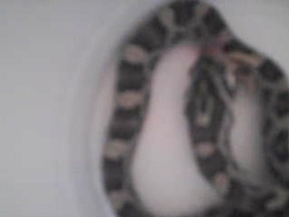 Premiere  repas de newton a la maison