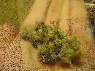 Medical Marijuana Prescriptions