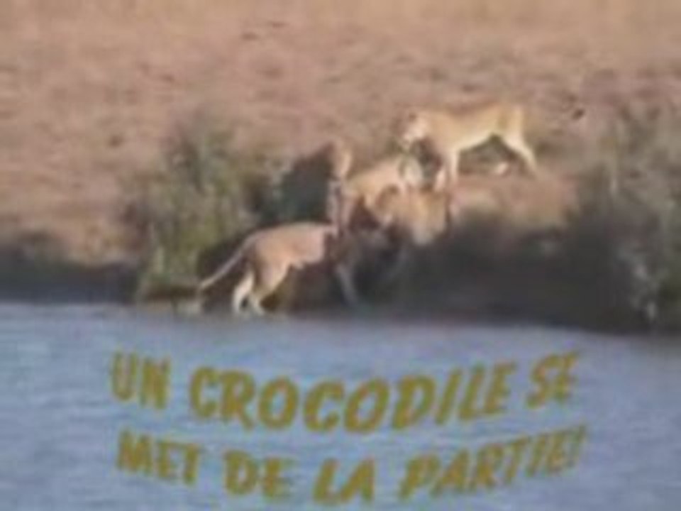 La Survie Des Espèces