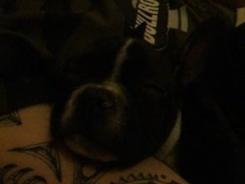 BOOG qui ronfle ( Bouledogue francais)