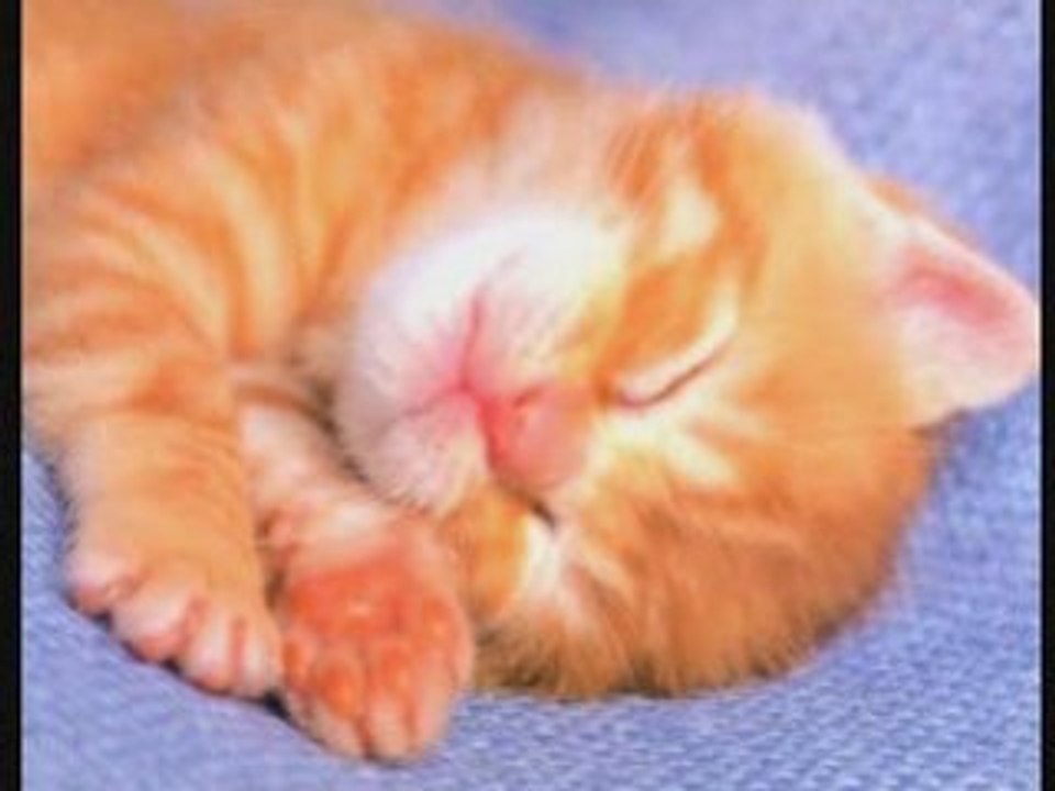 Prout prout prout que je t'aime