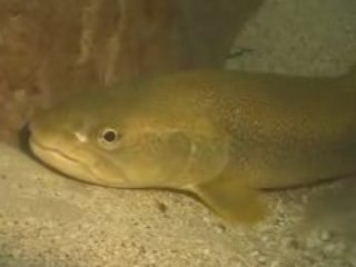 Scuba Diving in the Soca River in Slovenia Fishing Rafting