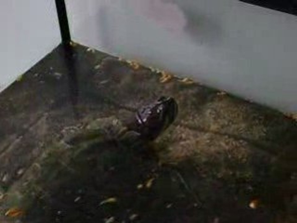 Turtle eating.