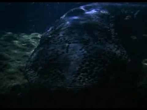 Planète terre-les eaux vives (1 de 4)