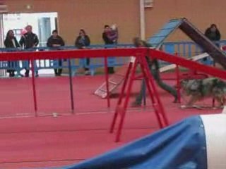 Concours Agility Persan - 21.o2.o9