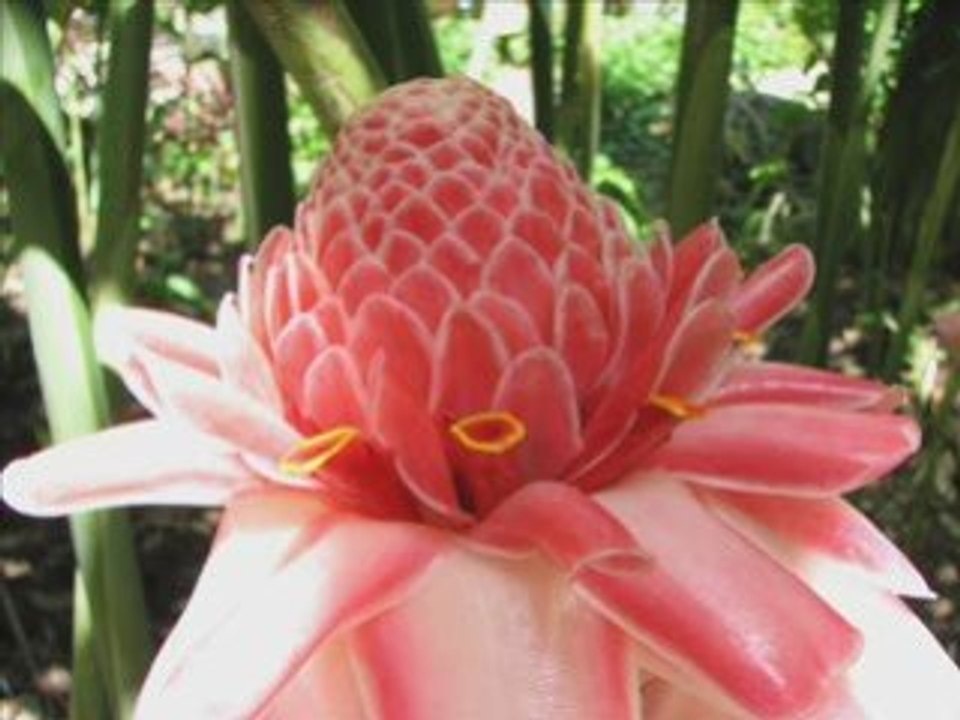 Plus  (rien)    paroles et musique:  "Les Cowboys Fringants"