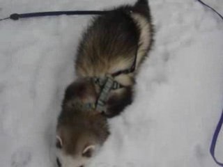 beauty et maya a la découvre de la neige