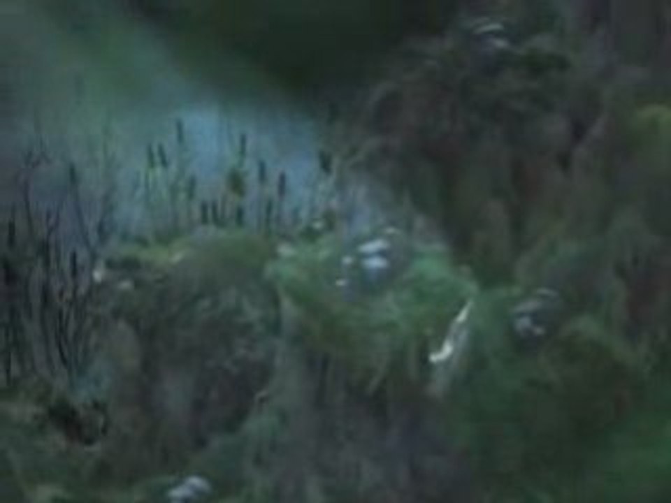 L'Ame de la Foret