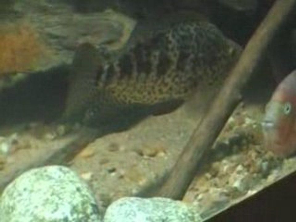 5000 Litres cichlidés d'amérique centrale