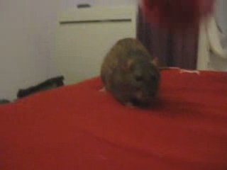 Khéops et le pompom^^