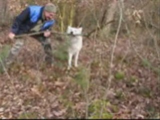 PROMENADE DANS LES BOIS