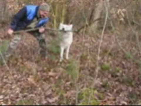PROMENADE DANS LES BOIS