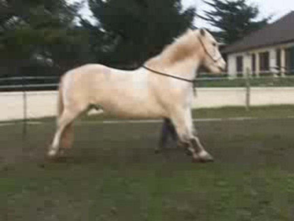 Campo + croisé