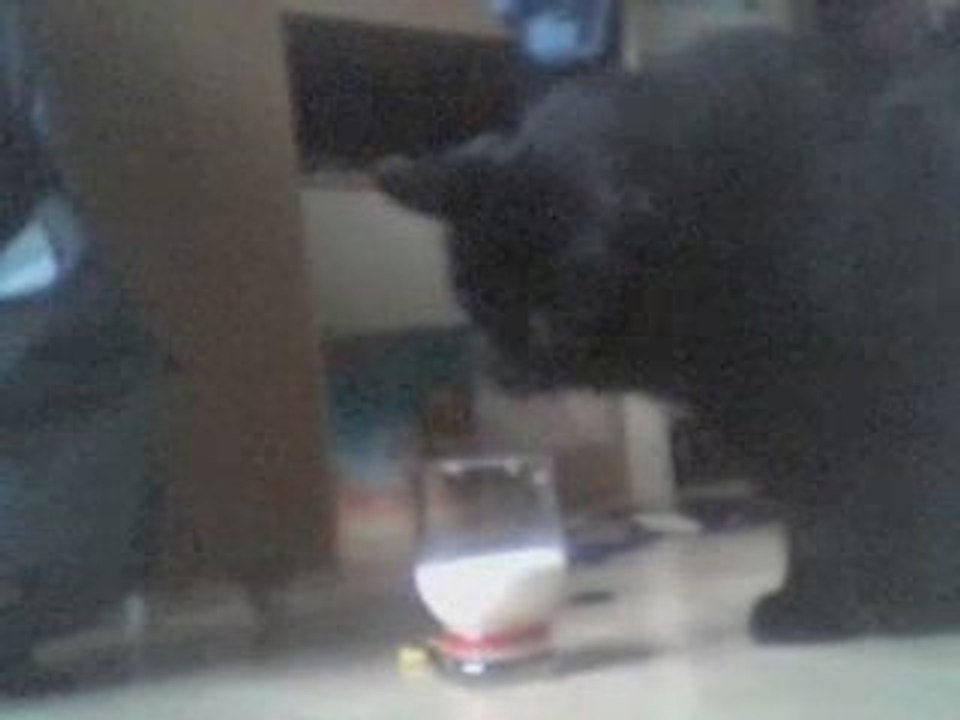 chat c'est bon !!!!!!