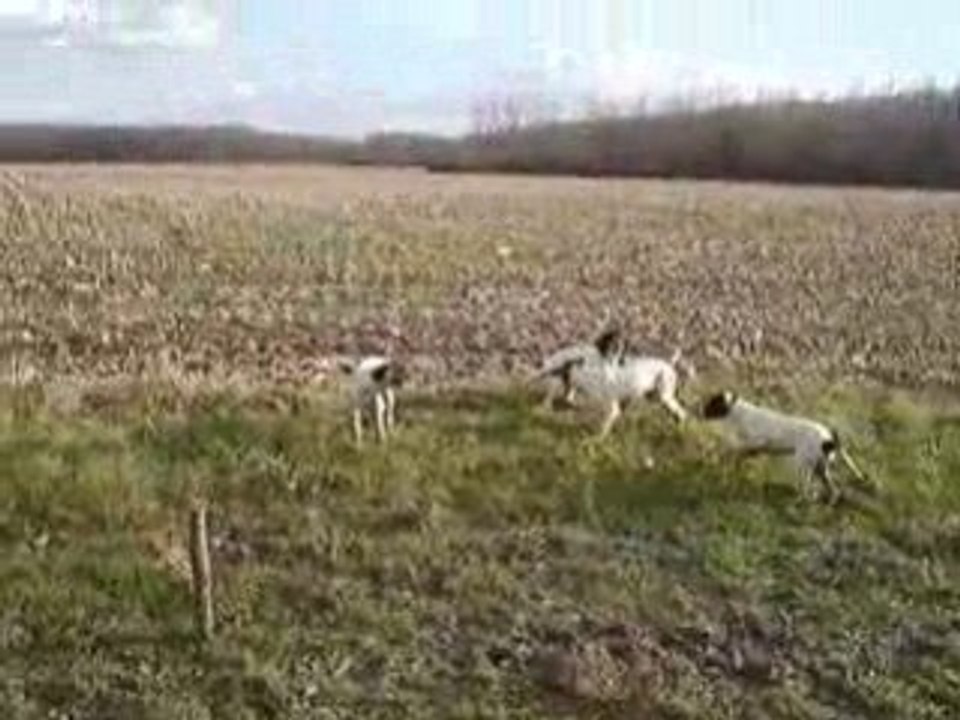 Vidéo chiot rené ayrton 013