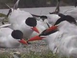 Caspian Terns: Up close and Personal