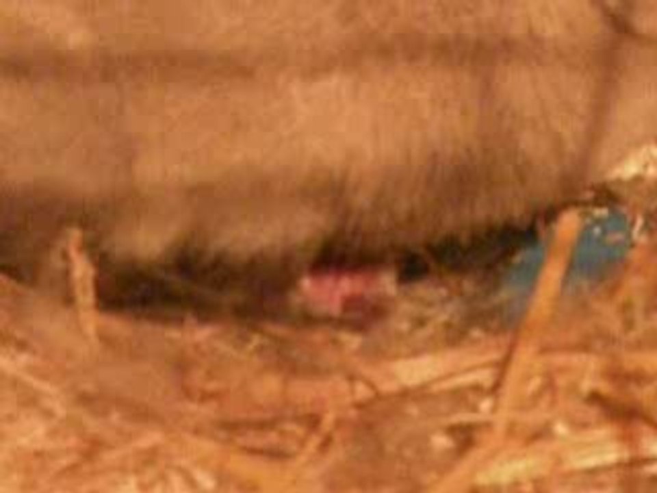 allaitement lapereaux