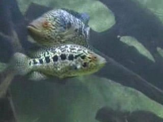 Parachromis managuensis