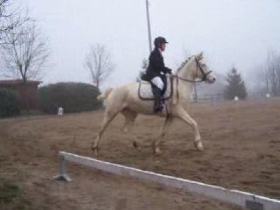 poney-dans-la-brume-part2