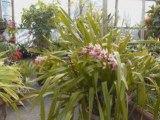 Ernestos Good Earth! Rare Exotic Plants Miami Homestead FL.