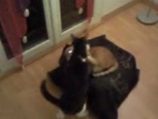 chat bagarre pour une place