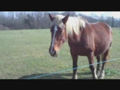 Sainte Suzanne Orthez chevaux février 2009