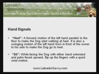 Training Labradors To Understand The Six Common Hand Signals
