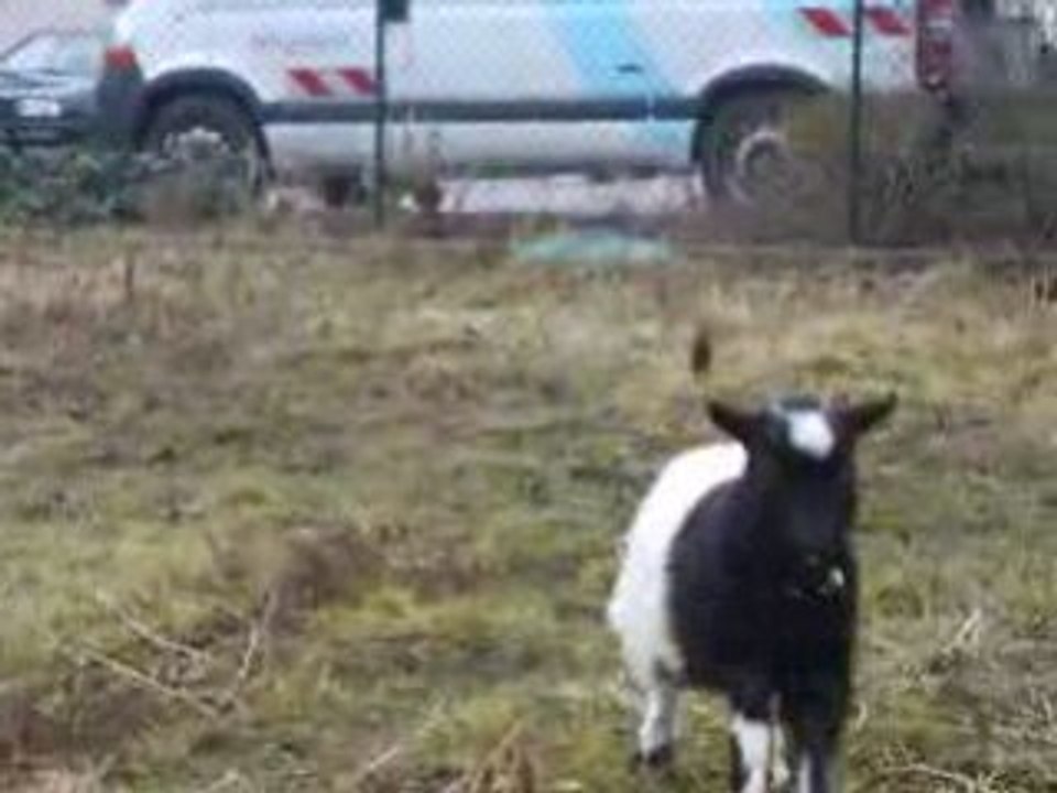 Domino