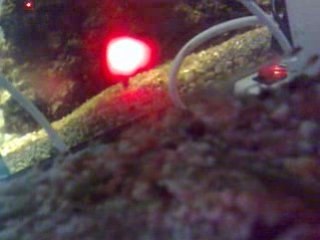 femelle astato qui crache ses petits