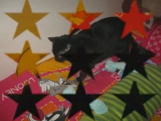 Avere un gatto è...