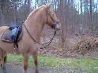 Pilou marche moncé stop