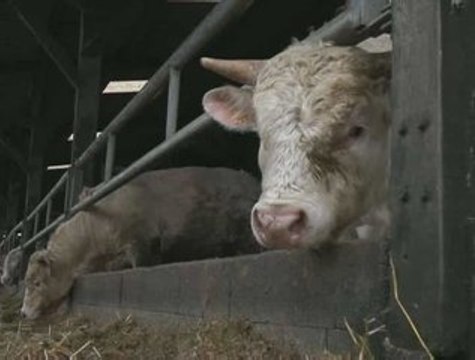 SIMA : Challenge Qualité élevage SIMA 2009 (23/02/09)