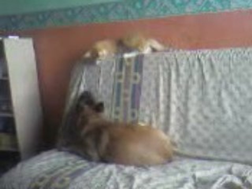 Minette et cheitane