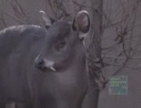 Large Fanged Tufted Deer at Prospect Park Zoo