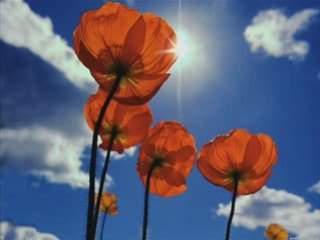 güçlü soydemir set by Ecel