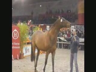 Présentation des étalons vidéo de Dollar du Murier