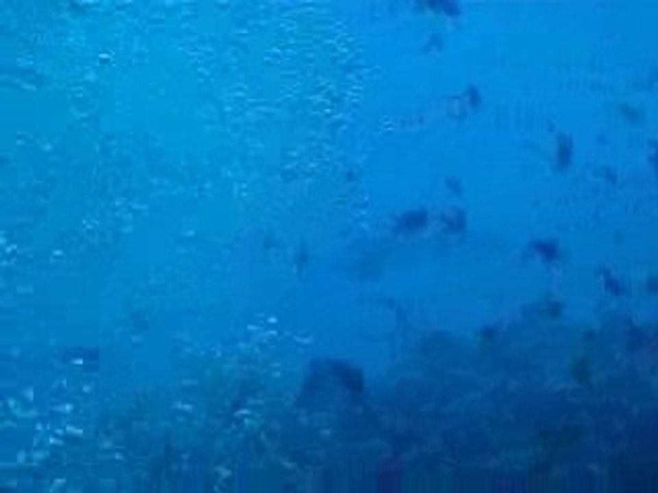 Requins Pointes Blanches Maldives