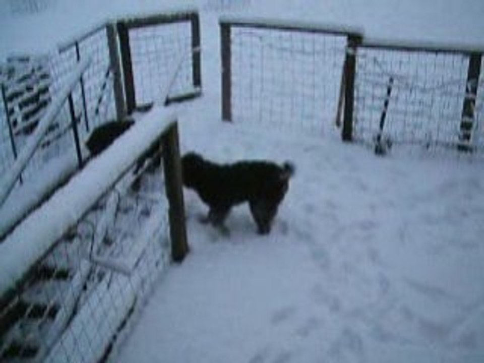 neige de février1