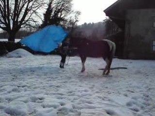 Luciole: désensibilisation à la bâche volante!