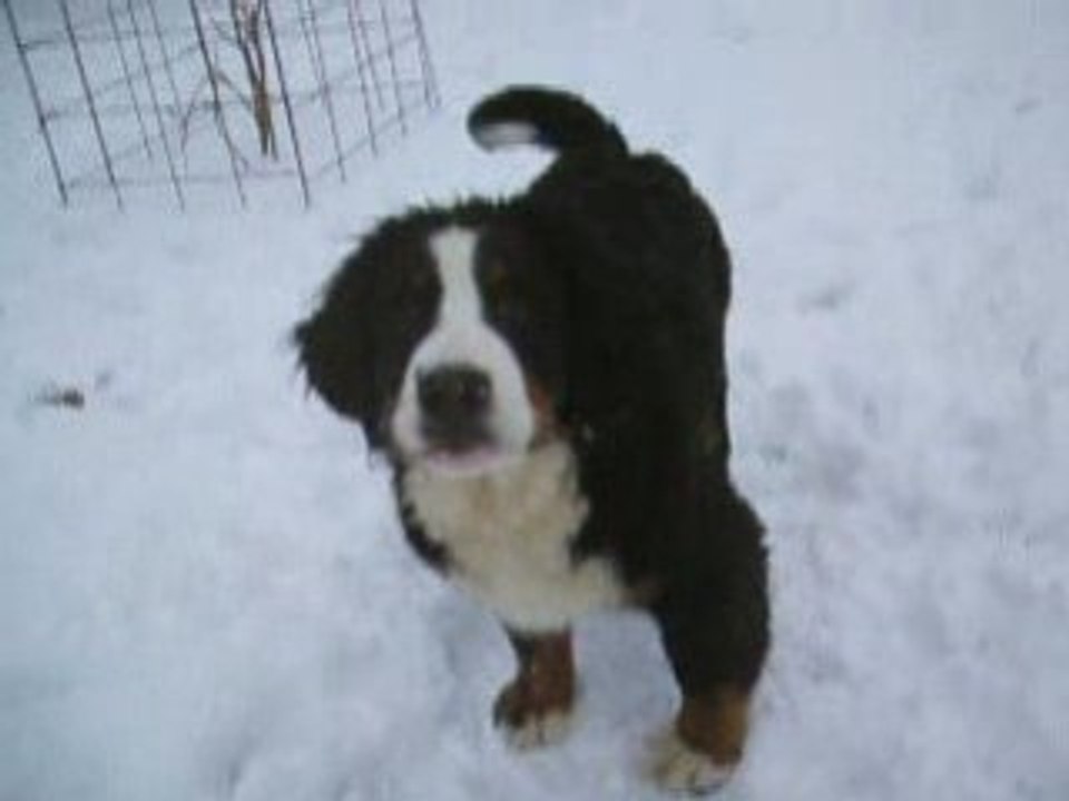 neige de février4