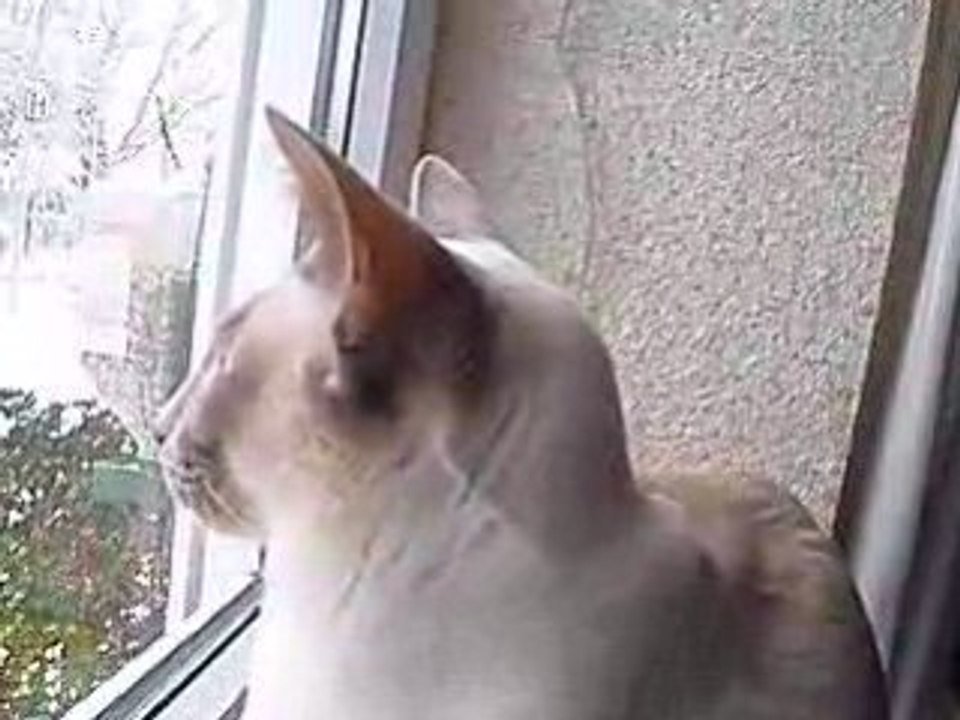 ARTH0672V-regarde les oiseaux3