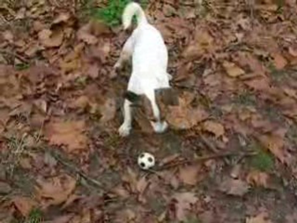 Lancers de balle- fevrier 2009 042