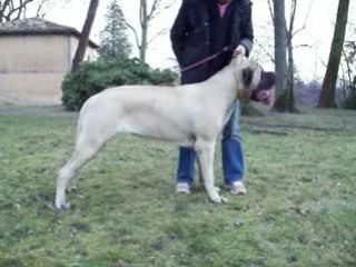 WHITITERA MASTIFFS : Rugby statique 10 mois