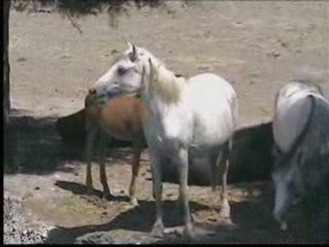 Chevaux en camargue
