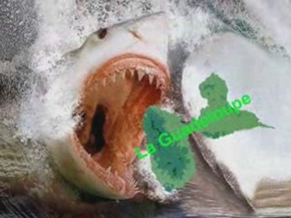 GUADELOUPE GREVE: LE MEDEF EST UN REQUIN FEROCE !!!